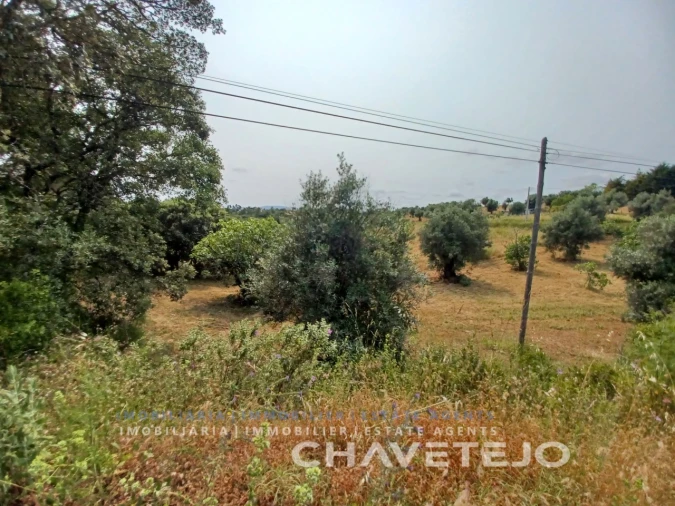 Terreno Agricola ou Rústico para Venda em Madalena e Beselga Foto 2