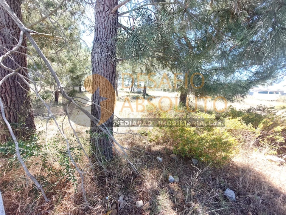 Terreno para Venda em Azeitão (São Lourenço e São Simão) Foto 5