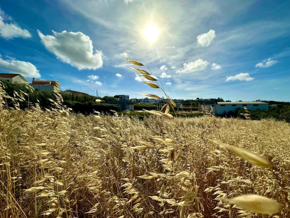 Terreno para Venda em Ericeira Foto 10