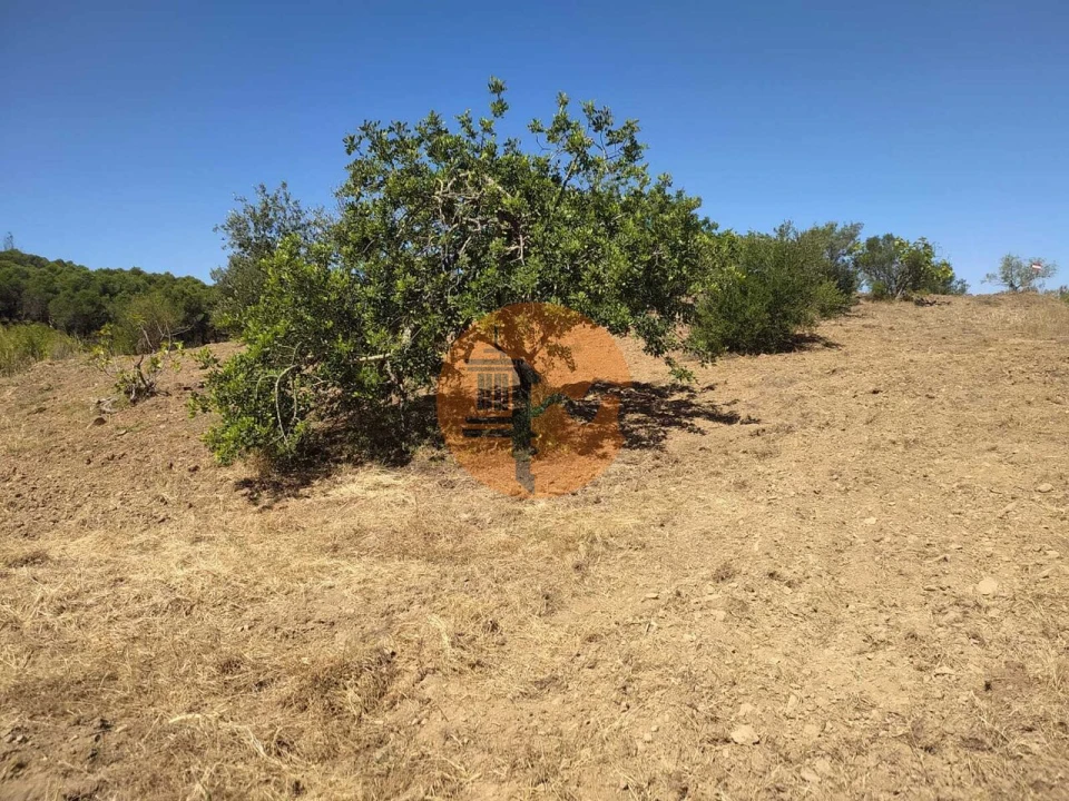 Terreno para Venda em Azinhal Foto 5