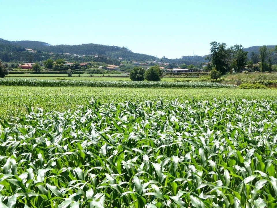 Terreno P/ Prédio para Venda em Navió e Vitorino dos Piães Foto 6