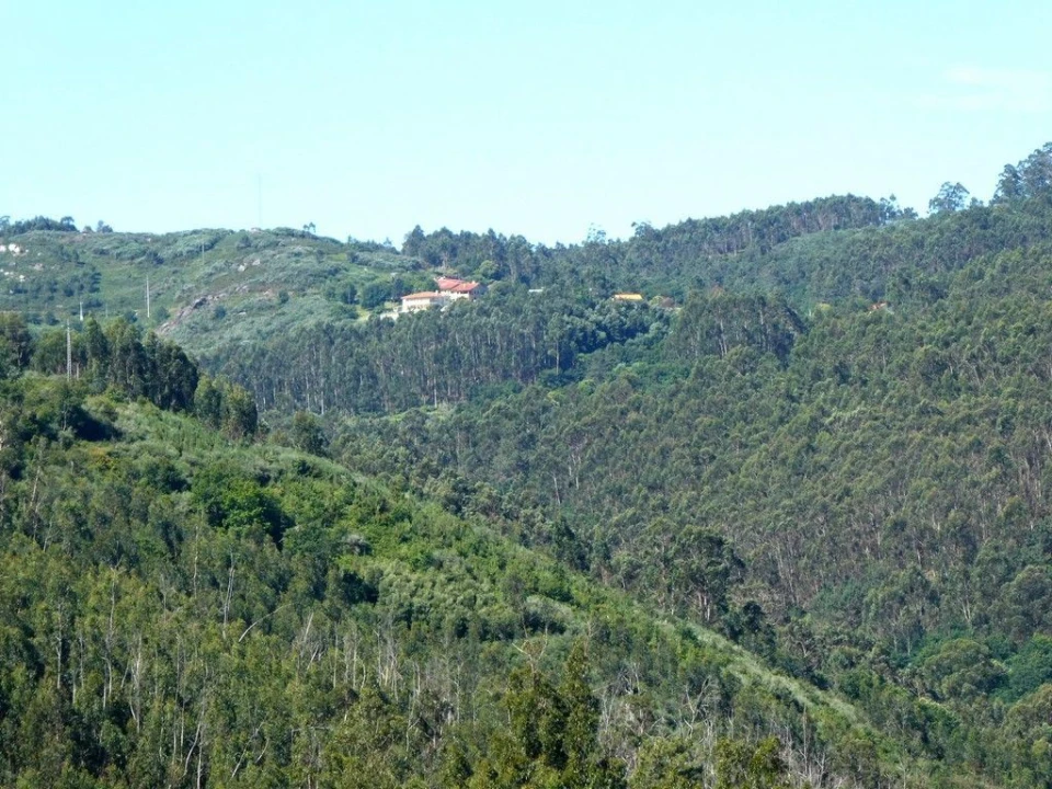 Terreno P/ Prédio para Venda em Navió e Vitorino dos Piães Foto 8