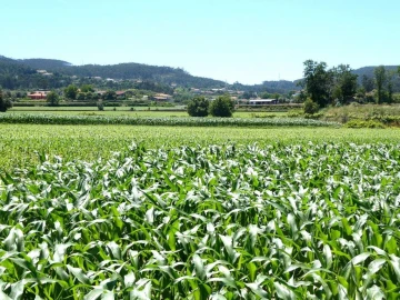 Terreno P/ Prédio para Venda em Navió e Vitorino dos Piães