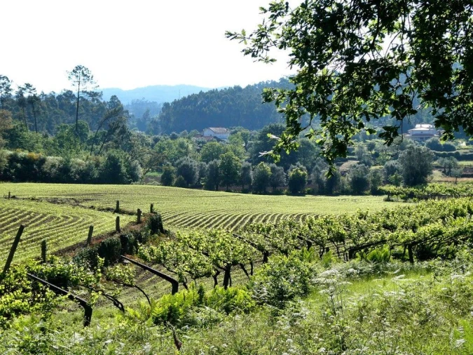 Terreno P/ Prédio para Venda em Navió e Vitorino dos Piães Foto 7