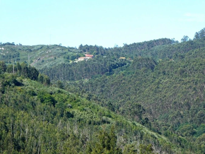 Terreno P/ Prédio para Venda em Navió e Vitorino dos Piães Foto 8