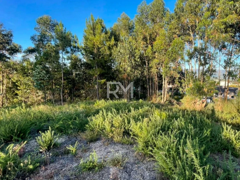Terreno Agricola ou Rústico para Venda em Recezinhos (São Martinho) Foto 10