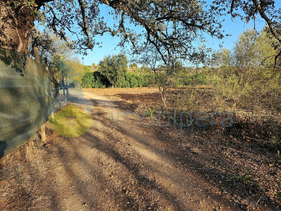 Terreno Agricola ou Rústico para Venda em Algoz e Tunes Foto 5