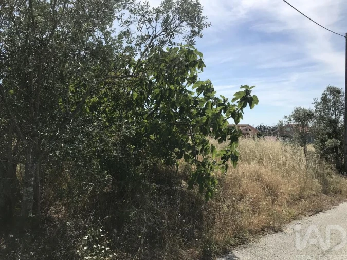 Terreno para Venda em Colmeias e Memória Foto 12