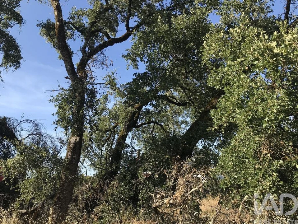 Terreno para Venda em Chãos Foto 12