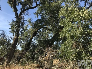 Terreno para Venda em Chãos