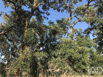 Terreno para Venda em Chãos
