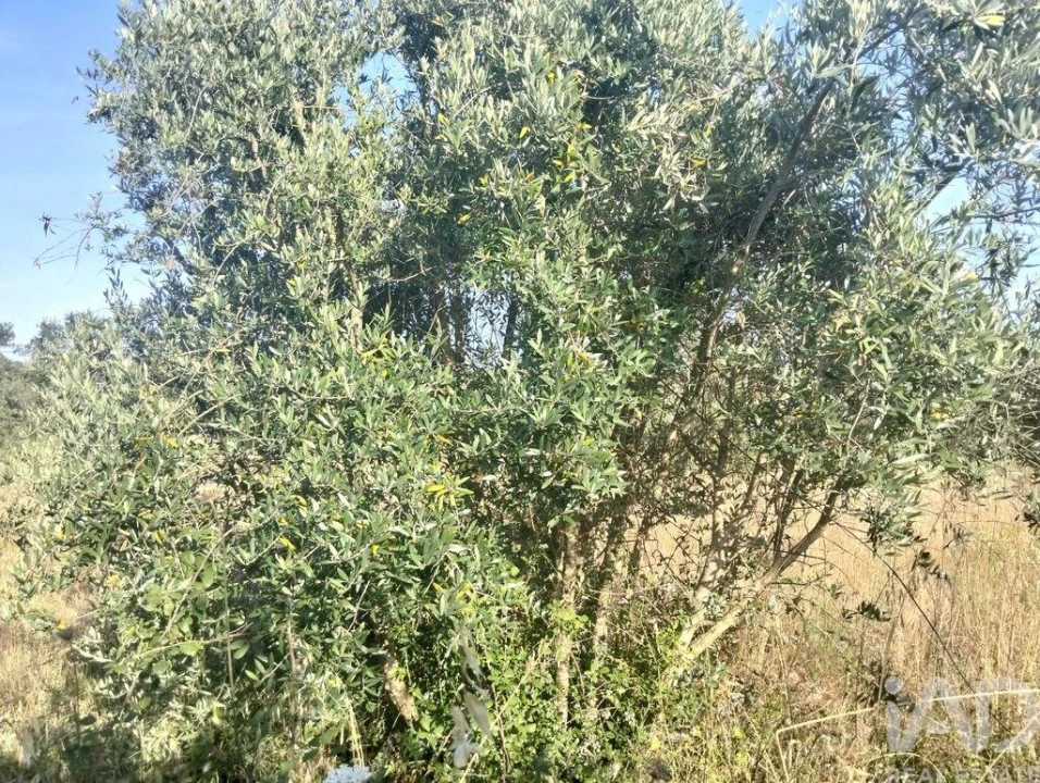 Terreno para Venda em Chãos Foto 29