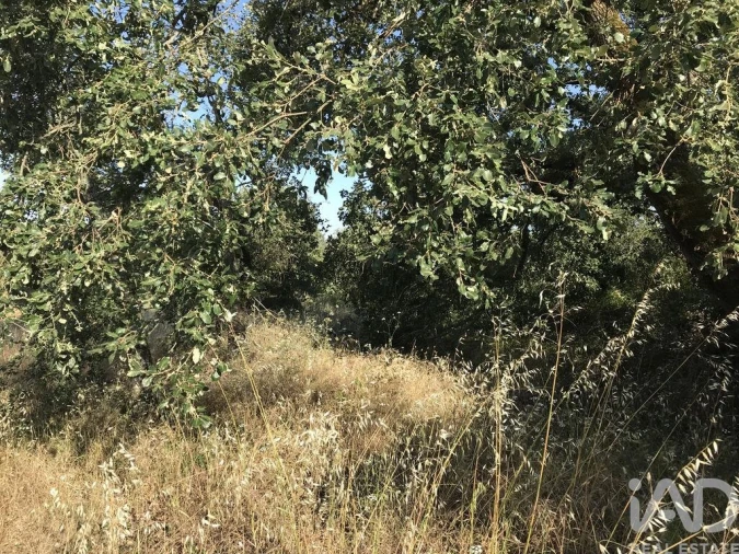 Terreno para Venda em Chãos Foto 11