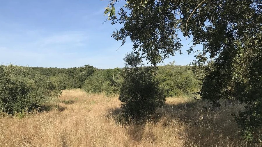 Terreno para Venda em Chãos