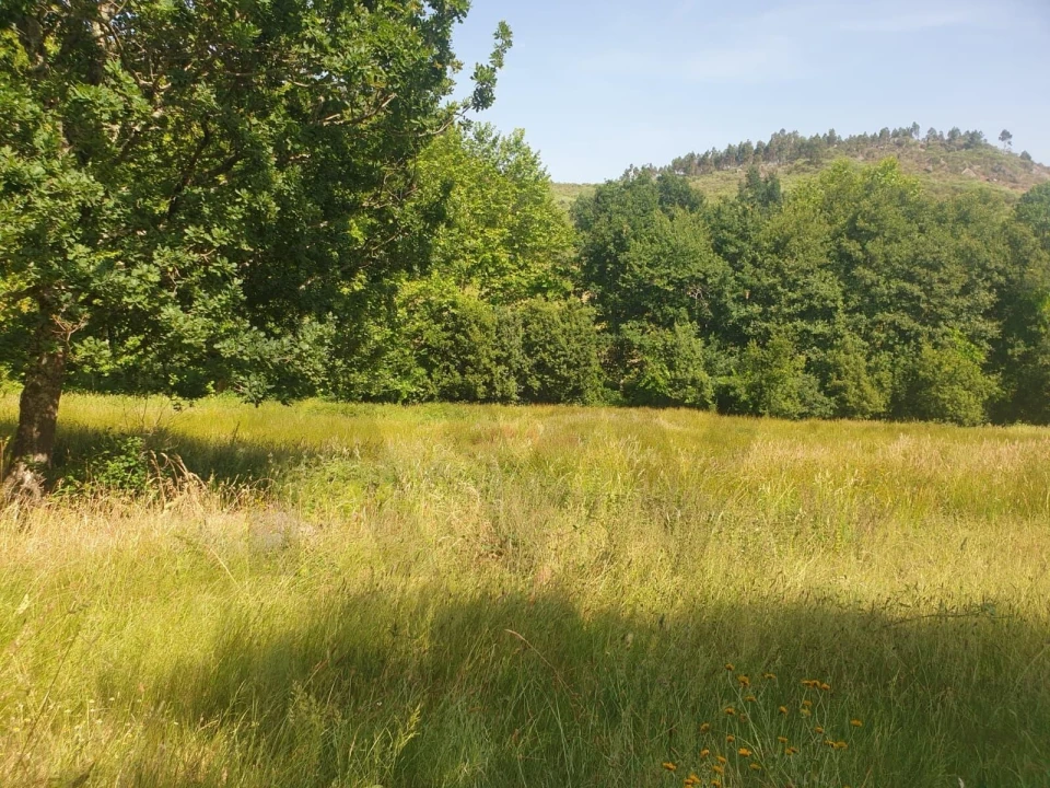 Terreno para Venda em Rio Douro Foto 8