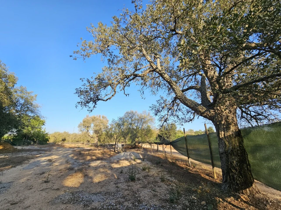Terreno para Venda em Algoz e Tunes Foto 3