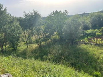 Terreno para Venda em Soure