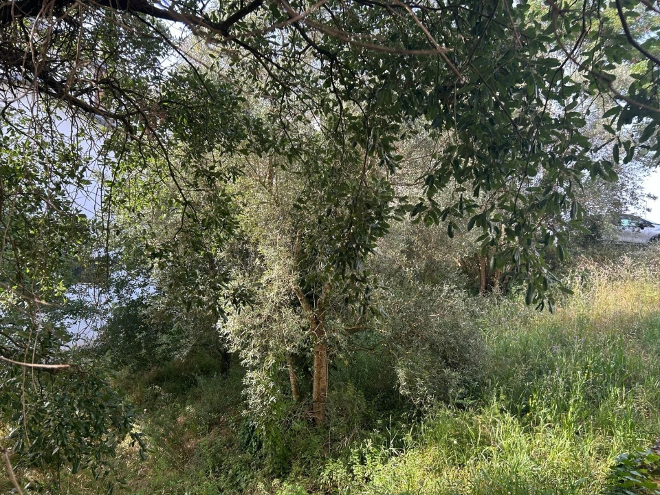 Terreno para Venda em Soure Foto 6