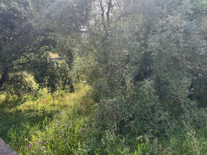 Terreno para Venda em Soure Foto 4