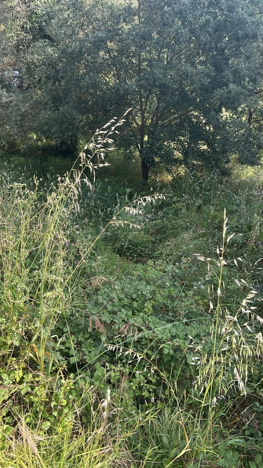 Terreno para Venda em Soure Foto 10