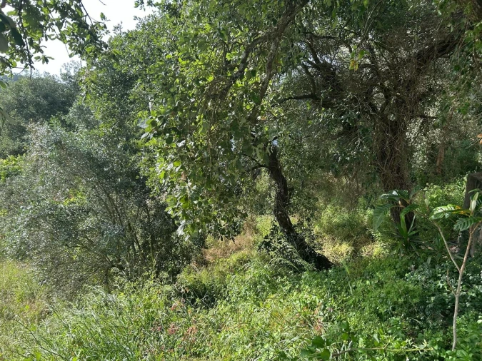 Terreno para Venda em Soure Foto 7