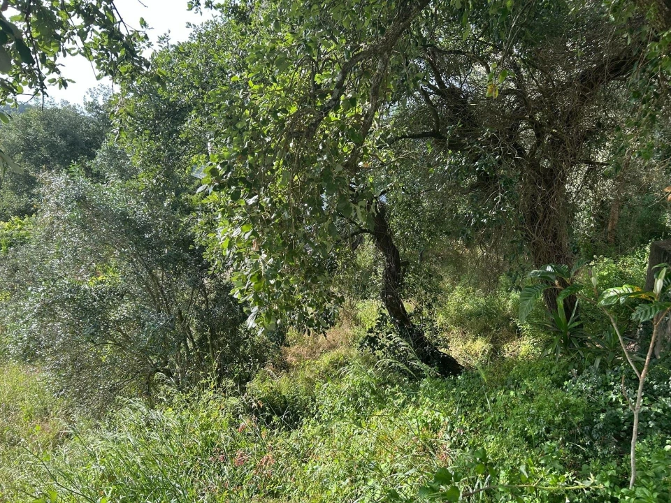 Terreno para Venda em Soure Foto 7