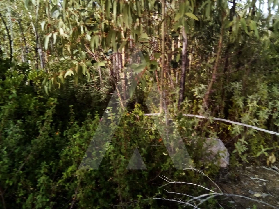 Terreno para Venda em Monchique Foto 6