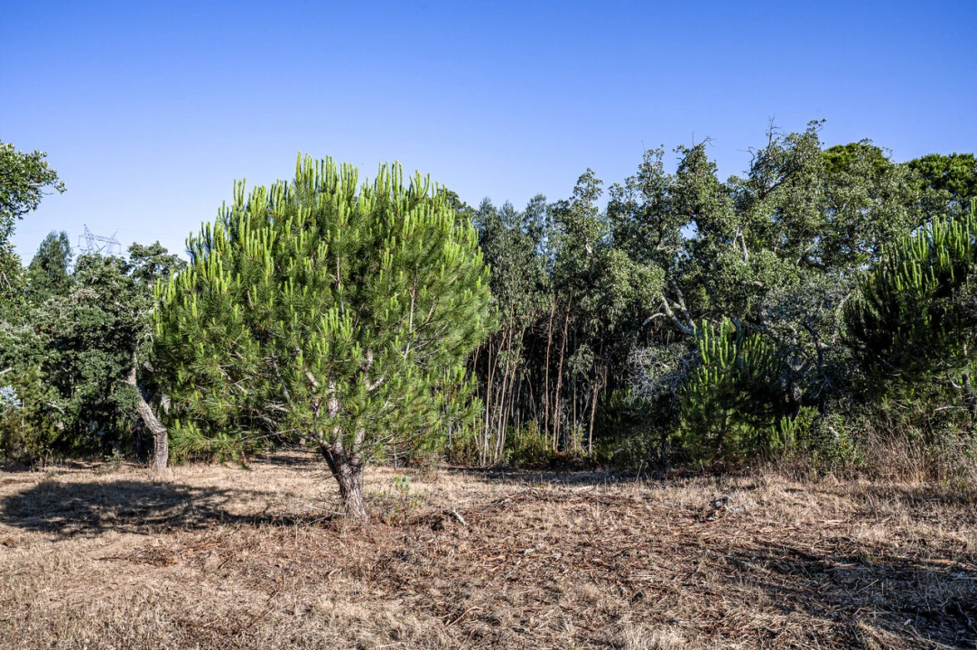 Terreno para Venda em São Francisco da Serra Foto 24