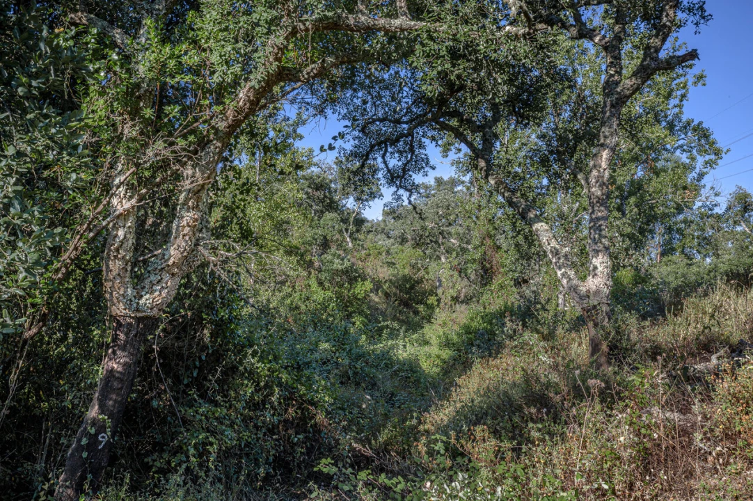 Terreno para Venda em São Francisco da Serra Foto 25