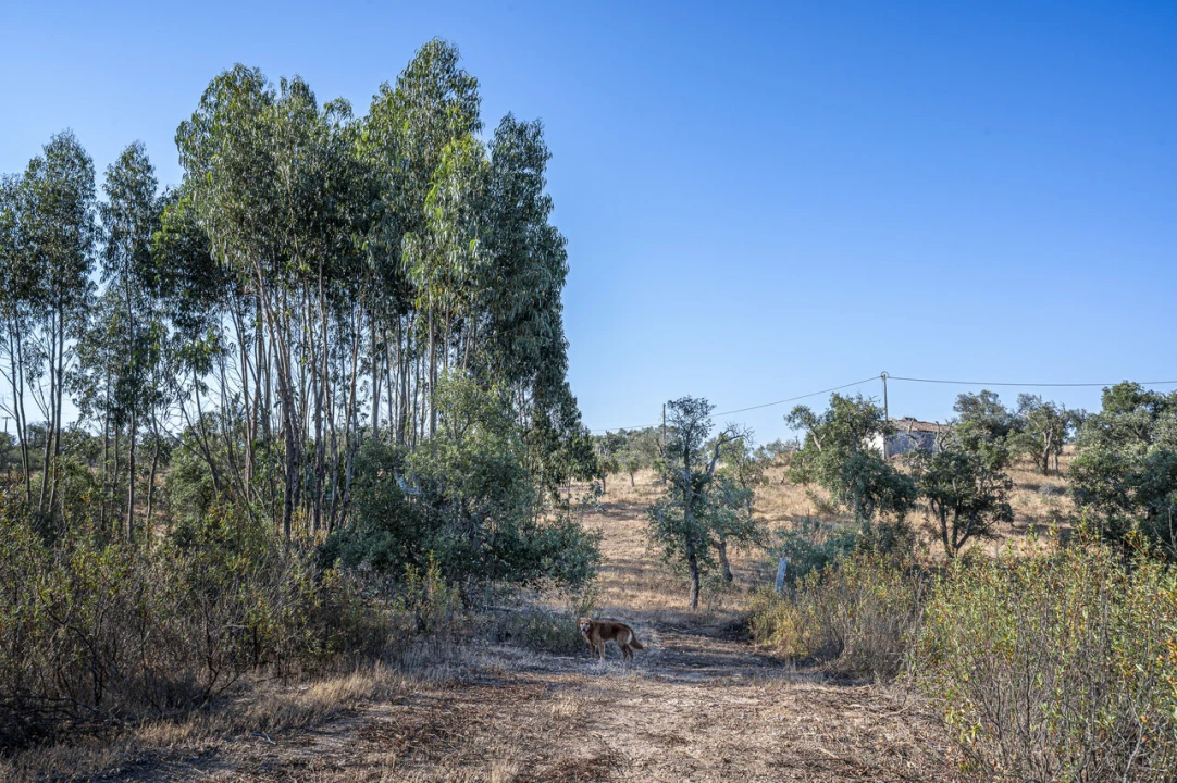 Terreno para Venda em São Francisco da Serra Foto 26