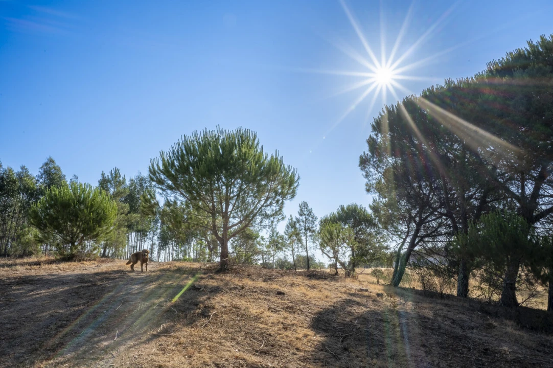 Terreno para Venda em São Francisco da Serra Foto 29