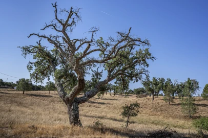Terreno para Venda em São Francisco da Serra