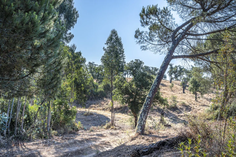 Terreno para Venda em São Francisco da Serra Foto 28