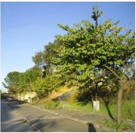 Terreno para Venda em Nossa Sra de Fatima Foto 2