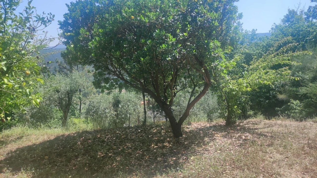Moradia T0 para Venda em São Miguel do Mato Foto 20