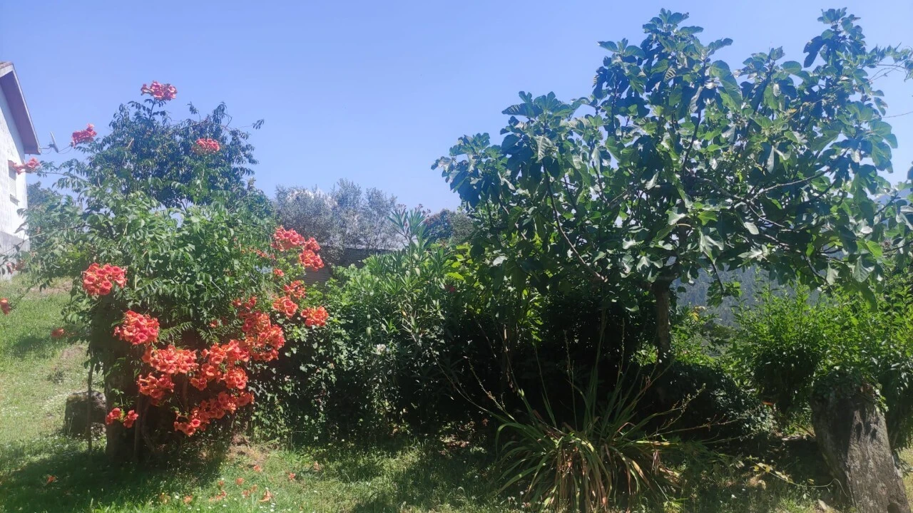 Moradia T0 para Venda em São Miguel do Mato Foto 13