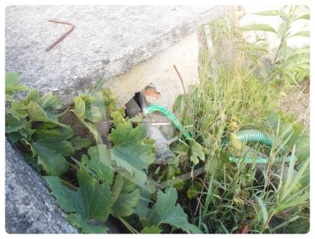 Terreno para Venda em Vagos e Santo António