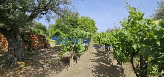 Terreno para Venda em Castelo Branco