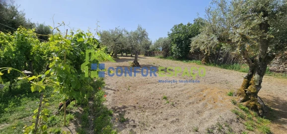 Terreno para Venda em Castelo Branco