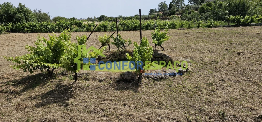 Terreno para Venda em Castelo Branco Foto 24