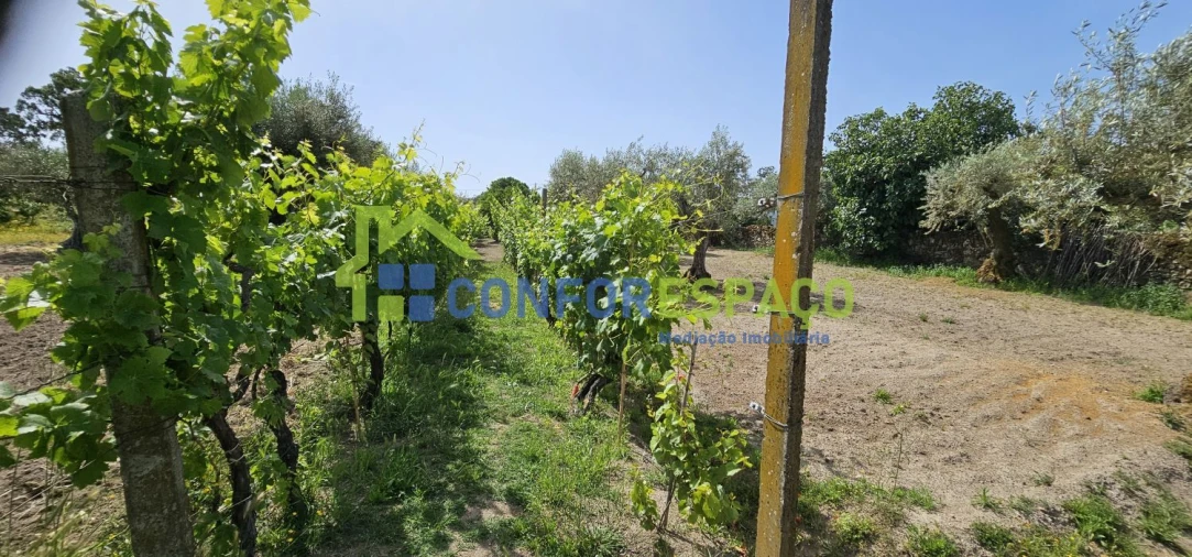 Terreno para Venda em Castelo Branco Foto 8