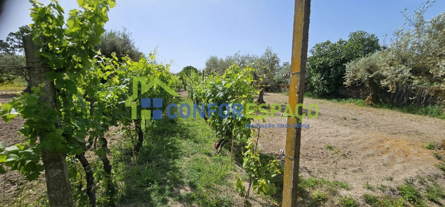 Terreno para Venda em Castelo Branco Foto 8