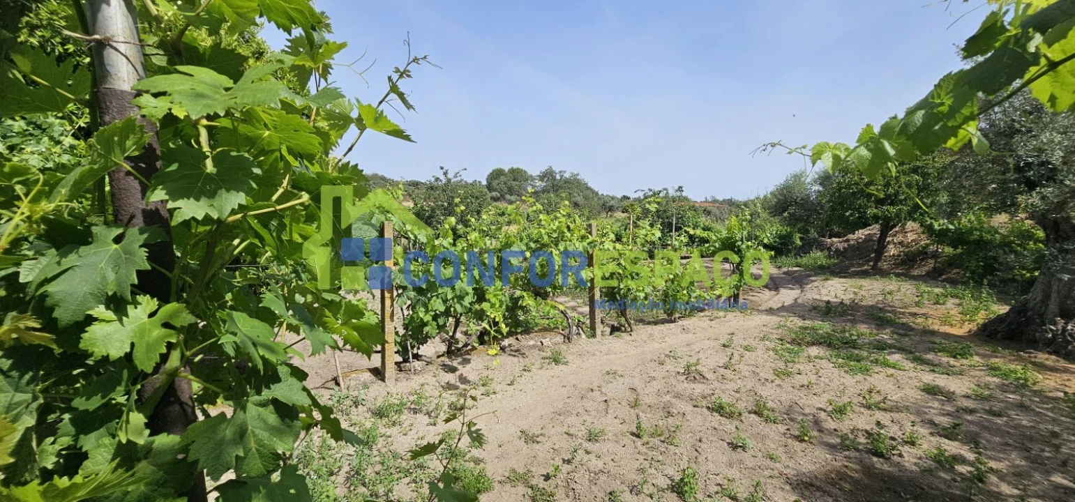 Terreno para Venda em Castelo Branco Foto 13