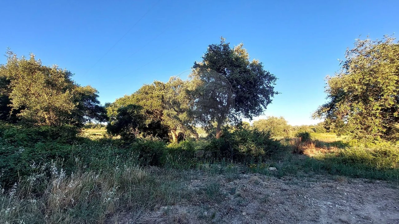 Terreno para Venda em Almoster Foto 17