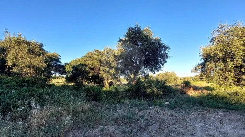 Terreno para Venda em Almoster
