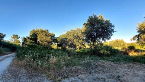 Terreno para Venda em Almoster