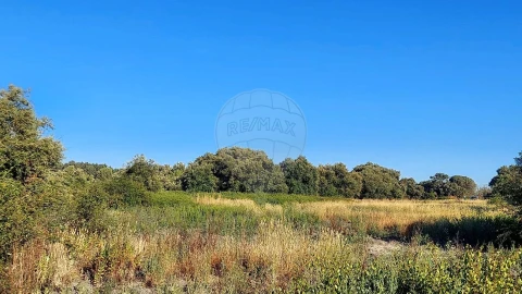 Terreno para Venda em Almoster