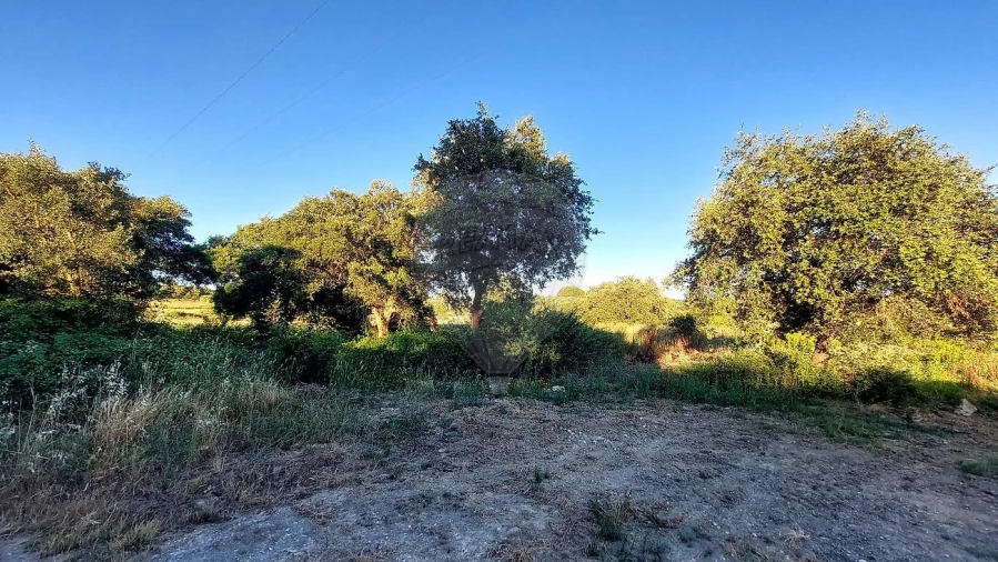 Terreno para Venda em Almoster Foto 11