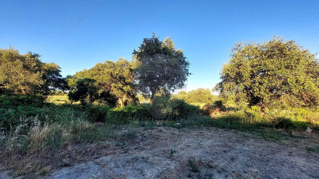 Terreno para Venda em Almoster Foto 11
