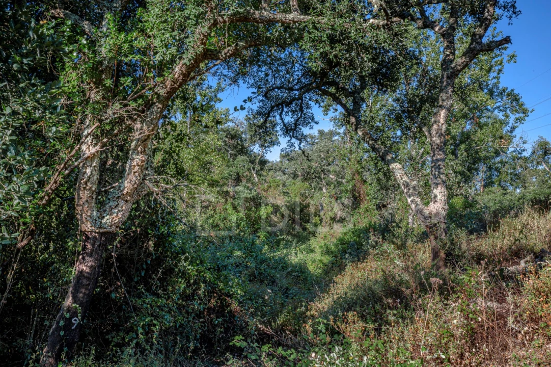 Terreno para Venda em São Francisco da Serra Foto 25